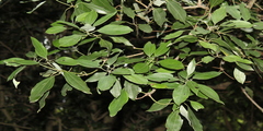 Neolitsea cassia